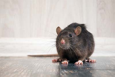 Pest Control rat